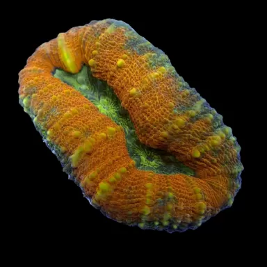 Lobophyllia sp M-size australie  kopen | Coralandfishstore.nl