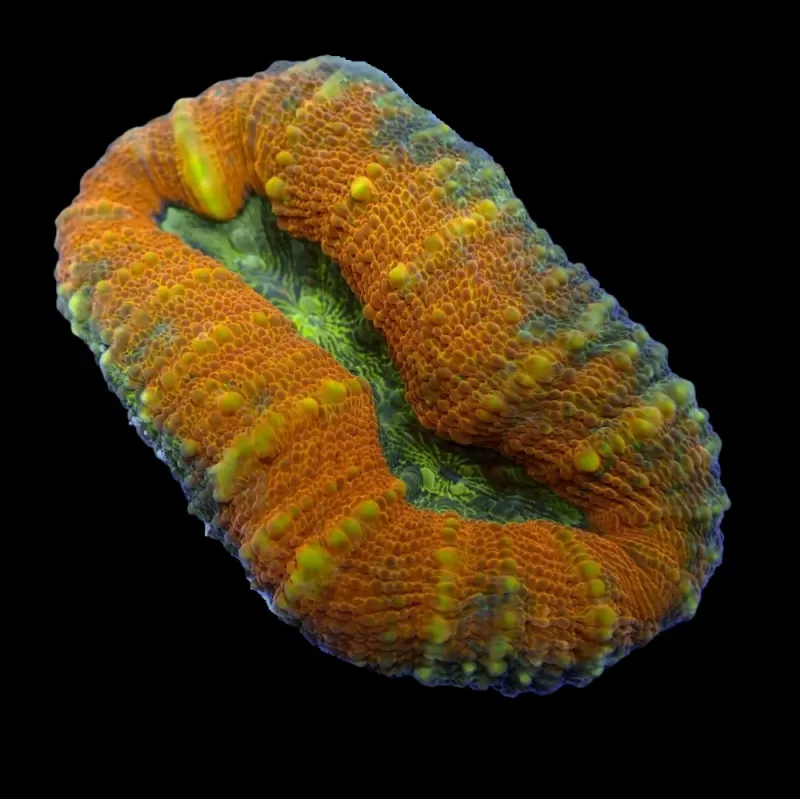 Lobophyllia sp. M-Größe Australien kaufen? | Coralandfishstore.nl Lobophyllia sp. M-Größe Australien kaufen? | Coralandfishstore.nl