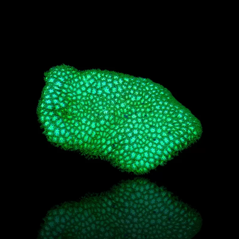 Leptastrea sp groen Kopen? | Coralandfishstore Leptastrea sp groen Kopen? | Coralandfishstore
