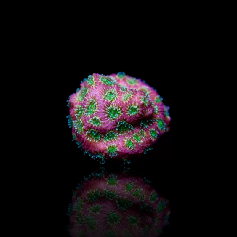 Favites sp Red M-size kopen | Coralandfishstore.nl Favites sp Red M-size kopen | Coralandfishstore.nl