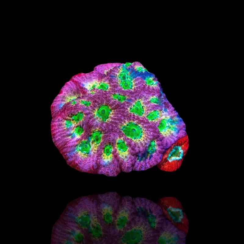Kaufen Sie Favites sp Red M-Größe | Coralandfishstore.nl Kaufen Sie Favites sp Red M-Größe | Coralandfishstore.nl