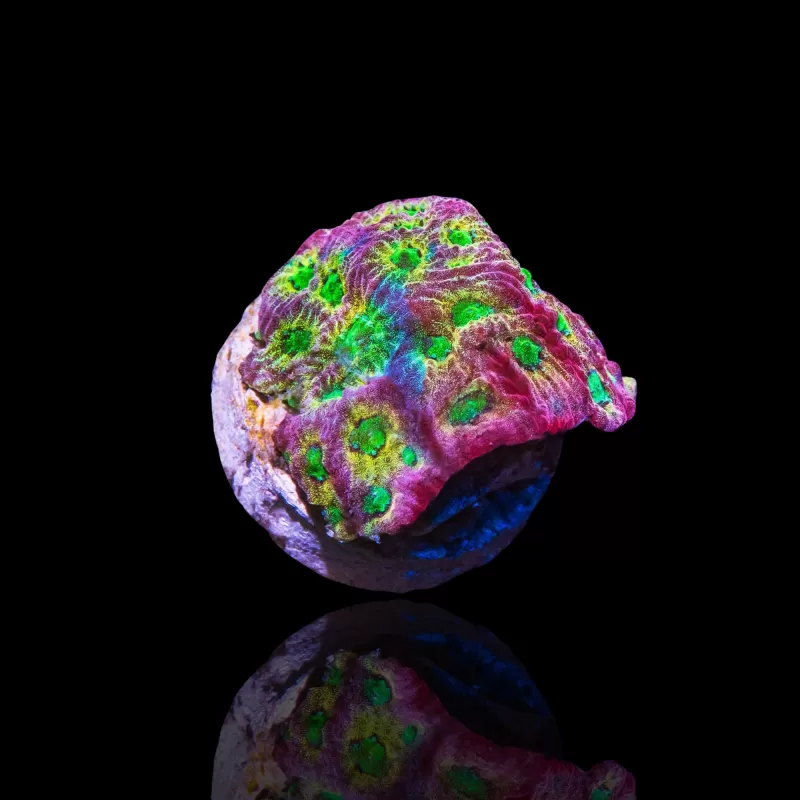 Favites sp Red M-size kopen | Coralandfishstore.nl Favites sp Red M-size kopen | Coralandfishstore.nl