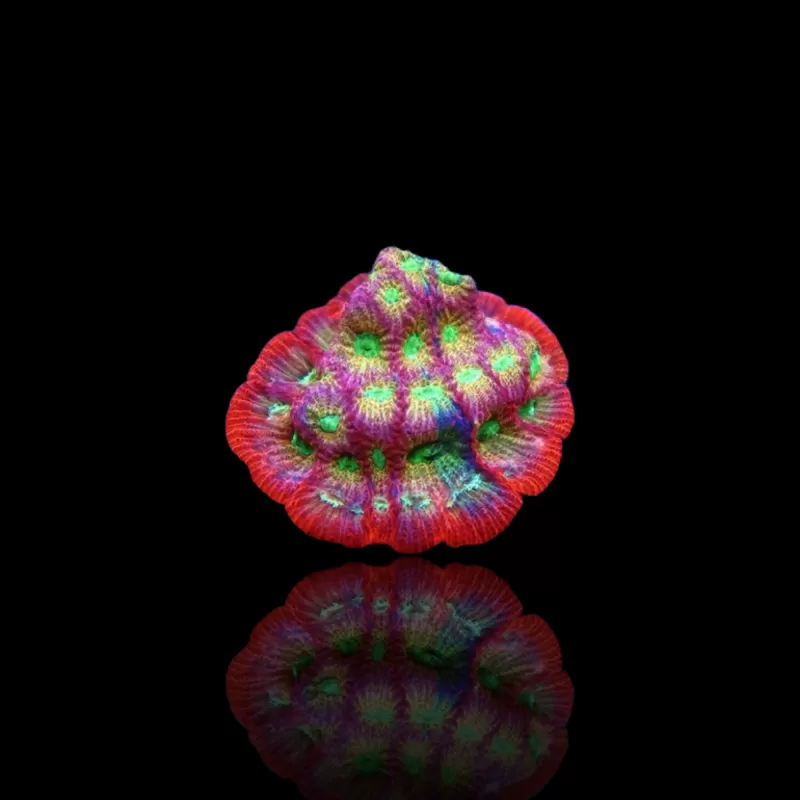 Kaufen Sie Favites sp Red M-Größe | Coralandfishstore.nl Kaufen Sie Favites sp Red M-Größe | Coralandfishstore.nl