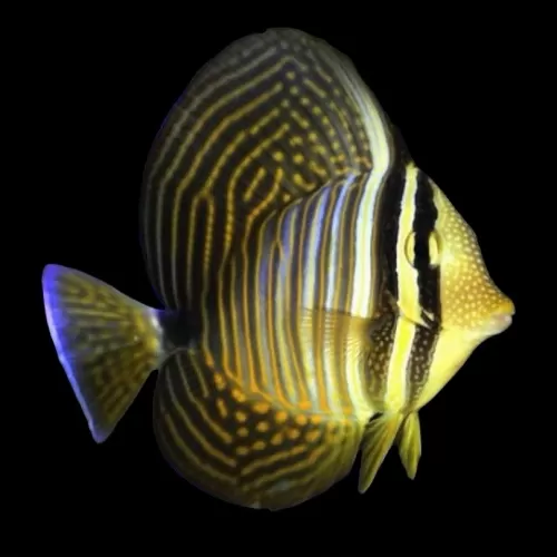 Der Zebrasoma desjardinii oder Gestreifter Segelflossen-Doktorfisch: