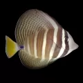 Zebrasoma Veliferum| Coralandfishstore.nl