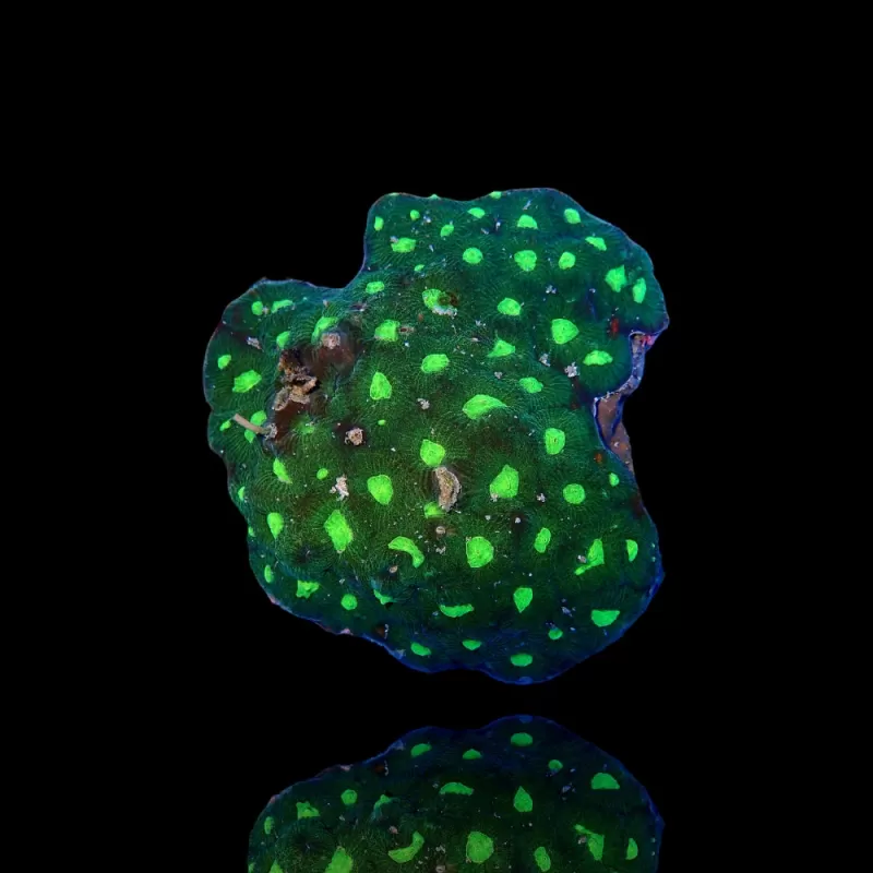 Favites Green S-size kopen | Coralandfishstore.nl Favites Green S-size kopen | Coralandfishstore.nl