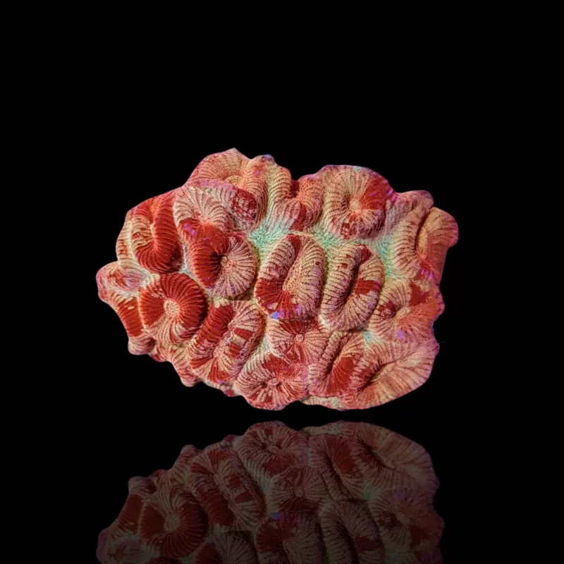 Barabattoia kopen ? | Coralandfishstore Barabattoia kopen ? | Coralandfishstore