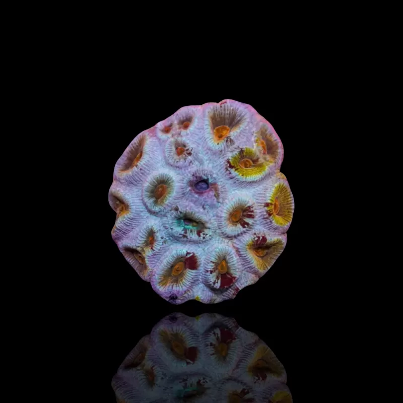 Barabattoia kopen ? | Coralandfishstore Barabattoia kopen ? | Coralandfishstore