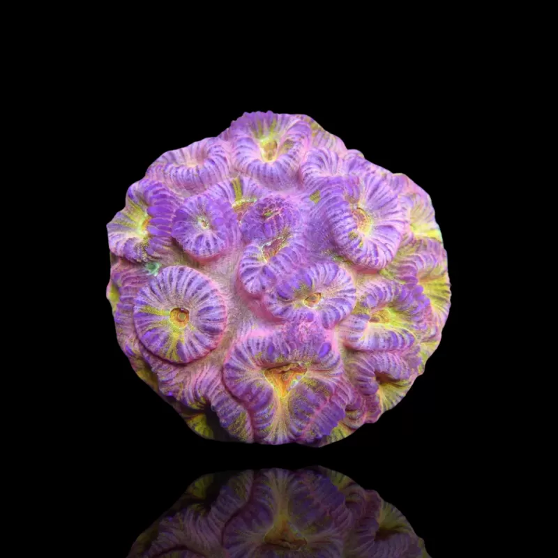 Barabattoia kopen ? | Coralandfishstore Barabattoia kopen ? | Coralandfishstore