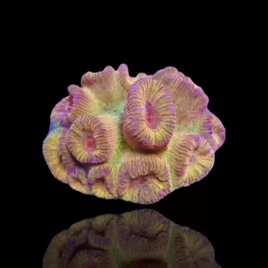 Barabattoia - Fluted Moon Coral