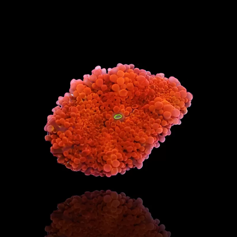 Ricordea Yuma Orangerot mit grünem Herzen kaufen | Coralandfishstore.nl Ricordea Yuma Orangerot mit grünem Herzen kaufen | Coralandfishstore.nl