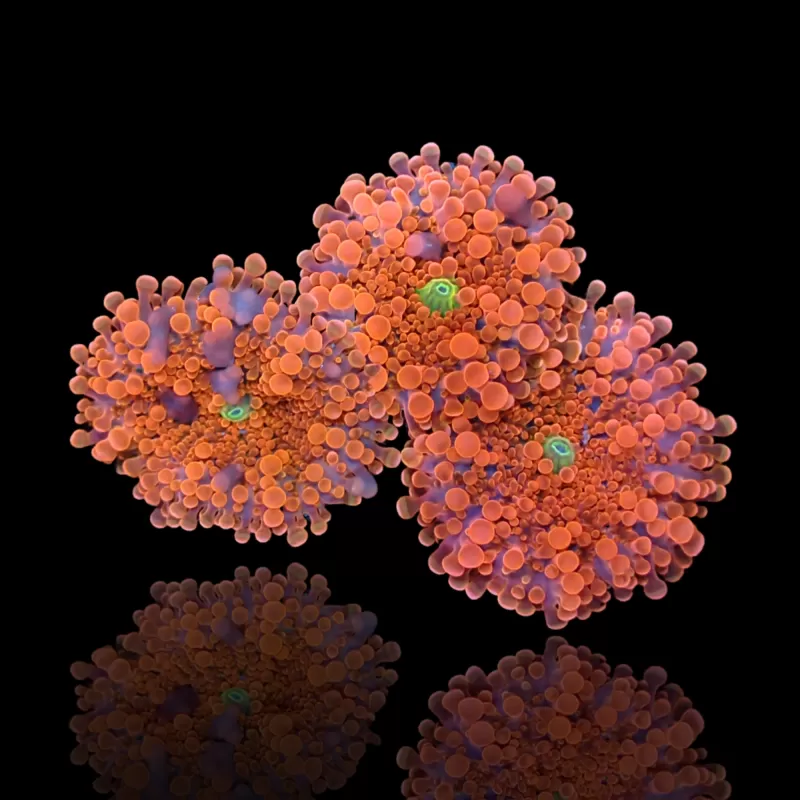 Ricordea Yuma Orangerot mit grünem Herzen kaufen | Coralandfishstore.nl Ricordea Yuma Orangerot mit grünem Herzen kaufen | Coralandfishstore.nl