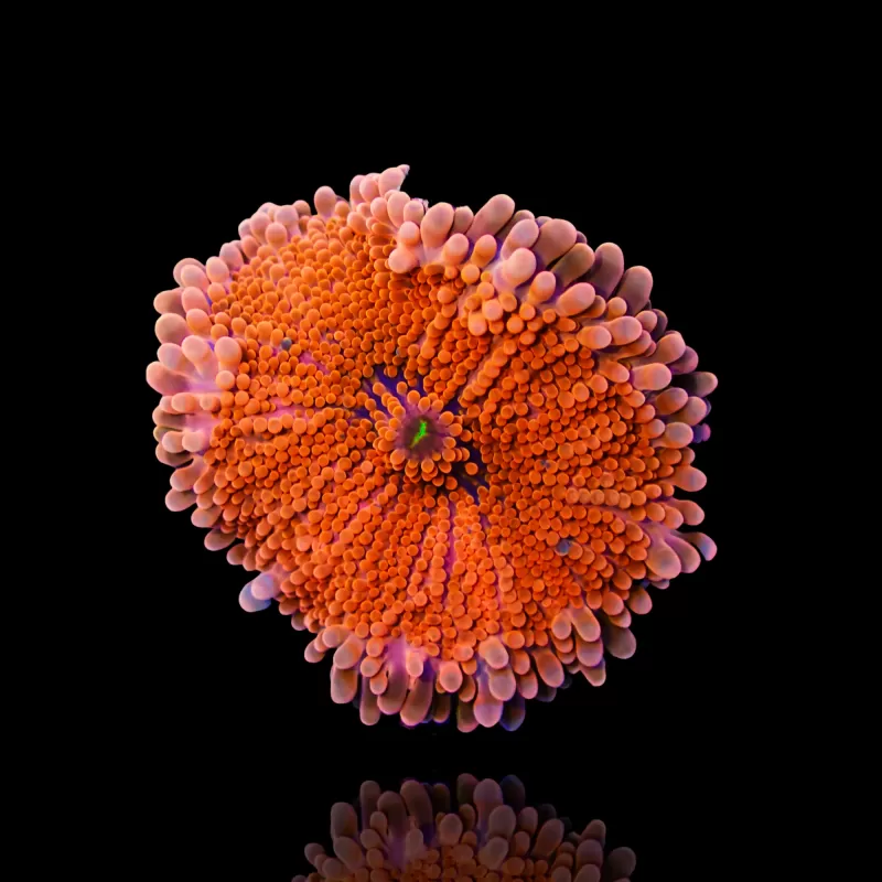 Ricordea Yuma Orangerot mit grünem Herzen kaufen | Coralandfishstore.nl Ricordea Yuma Orangerot mit grünem Herzen kaufen | Coralandfishstore.nl