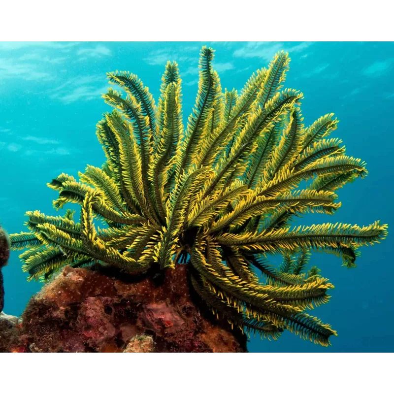 Comanthus sp. Green/Yellow | Coralandfishstore.nl Comanthus sp. Green/Yellow | Coralandfishstore.nl