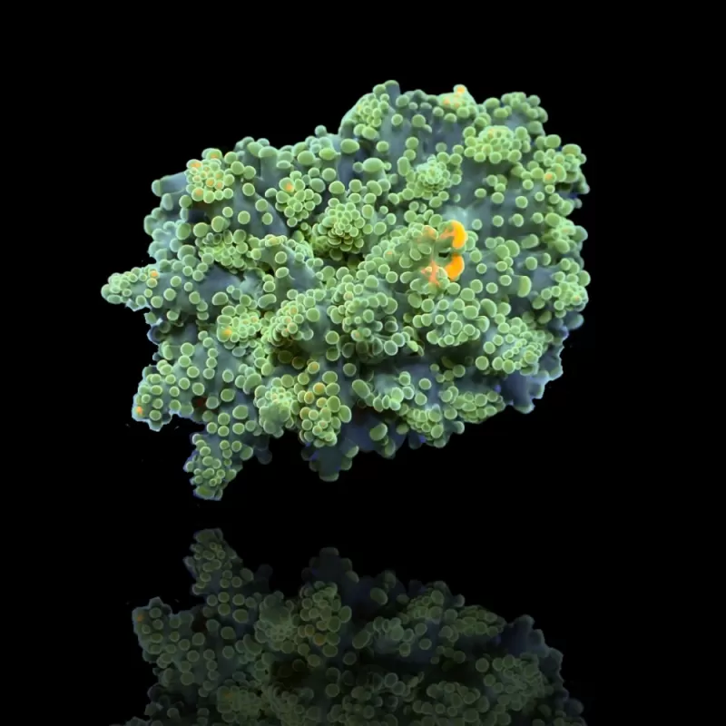 Euphyllia Yaeyamaensis sp. kopen ? | Coralandfishstore Euphyllia Yaeyamaensis sp. kopen ? | Coralandfishstore