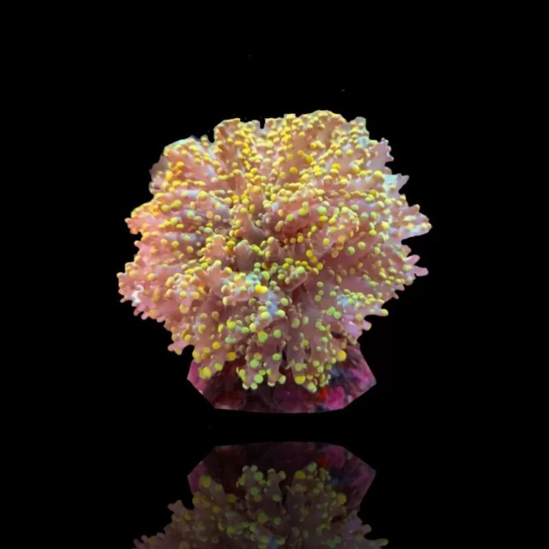 Euphyllia Yaeyamaensis sp. kopen ? | Coralandfishstore Euphyllia Yaeyamaensis sp. kopen ? | Coralandfishstore