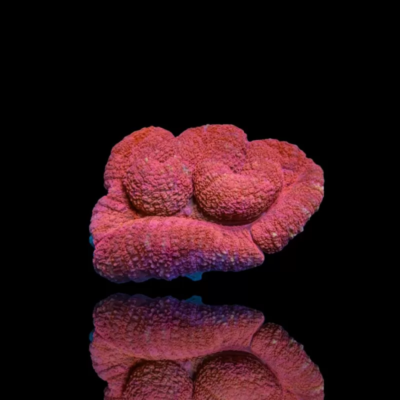 Lobophyllia sp. Kaufen Sie Red Australia | Coralandfishstore.nl Lobophyllia sp. Kaufen Sie Red Australia | Coralandfishstore.nl