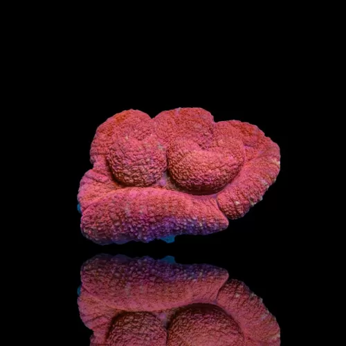 Lobophyllia sp. Kaufen Sie Red Australia | Coralandfishstore.nl