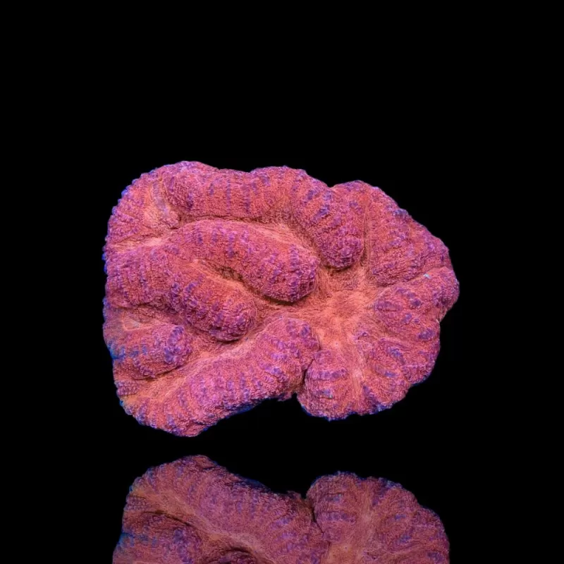 Lobophyllia sp. Red Australië kopen | Coralandfishstore.nl Lobophyllia sp. Red Australië kopen | Coralandfishstore.nl