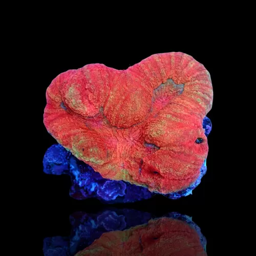 Lobophyllia sp. Kaufen Sie Red Australia | Coralandfishstore.nl