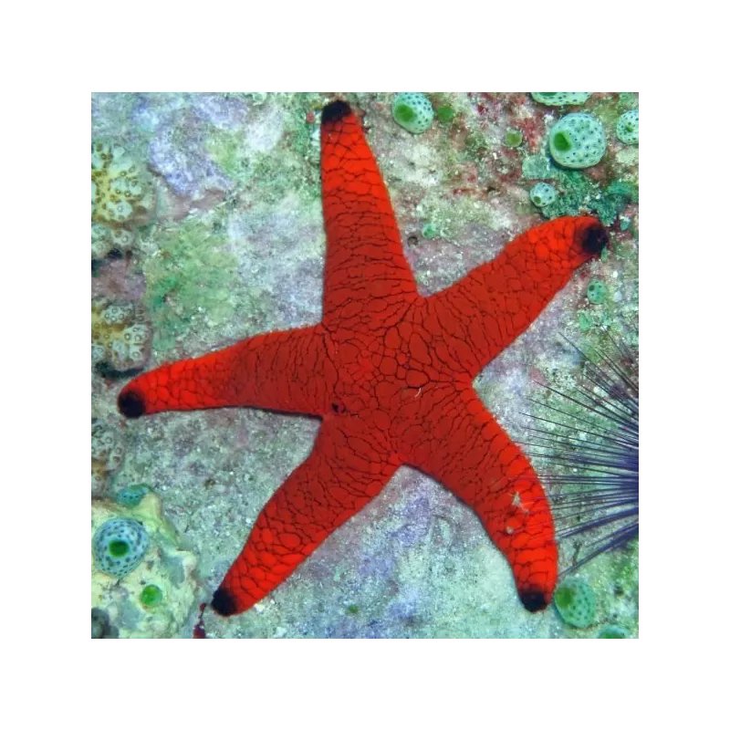 Fromia Indica oder bei uns bekannt als Indischer Seestern Fromia Indica oder bei uns bekannt als Indischer Seestern