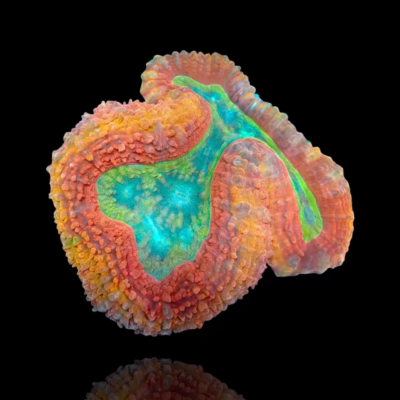 Lobophyllia sp. Red Australië kopen? | Coralandfishstore.nl Lobophyllia sp. Red Australië kopen? | Coralandfishstore.nl