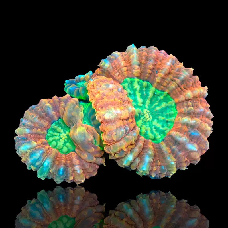 Lobophyllia sp. Red Australië kopen? | Coralandfishstore.nl Lobophyllia sp. Red Australië kopen? | Coralandfishstore.nl
