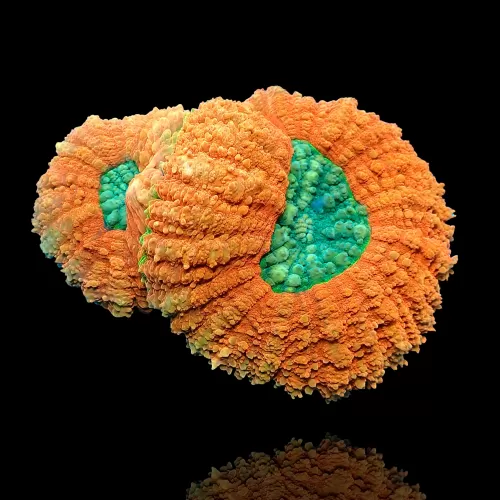 Lobophyllia Australië Ultra Red / Green center