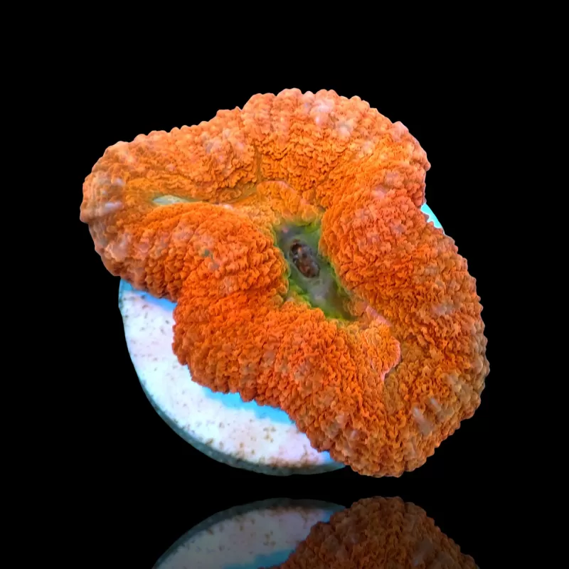 Lobophyllia sp. Red Australië kopen? | Coralandfishstore.nl Lobophyllia sp. Red Australië kopen? | Coralandfishstore.nl