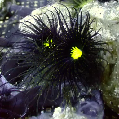 Möchten Sie Cerianthus sp. schwarz fluoreszierend grün Herz Vietnam kaufen? Coralandfishstore