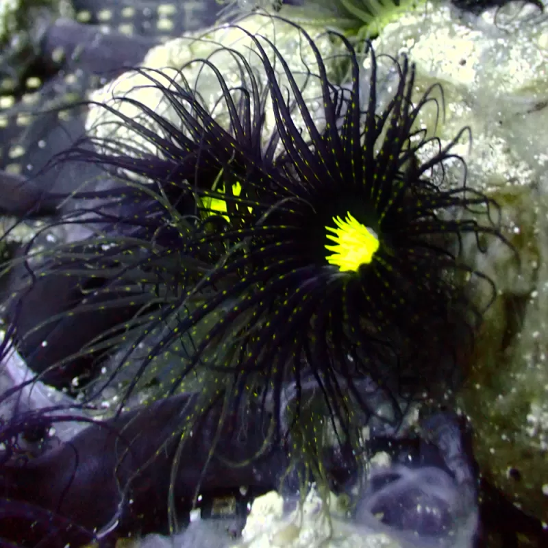 Möchten Sie Cerianthus sp. schwarz fluoreszierend grün Herz Vietnam kaufen? Coralandfishstore Möchten Sie Cerianthus sp. schwarz fluoreszierend grün Herz Vietnam kaufen? Coralandfishstore
