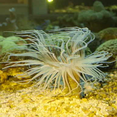 Cerianthus Membranaceus Orange Vietnam bestellen? l Coralandfishstore.nl