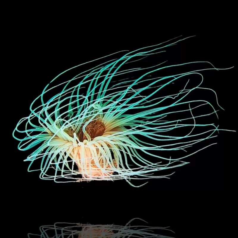 Cerianthus Membranaceus White L-Size