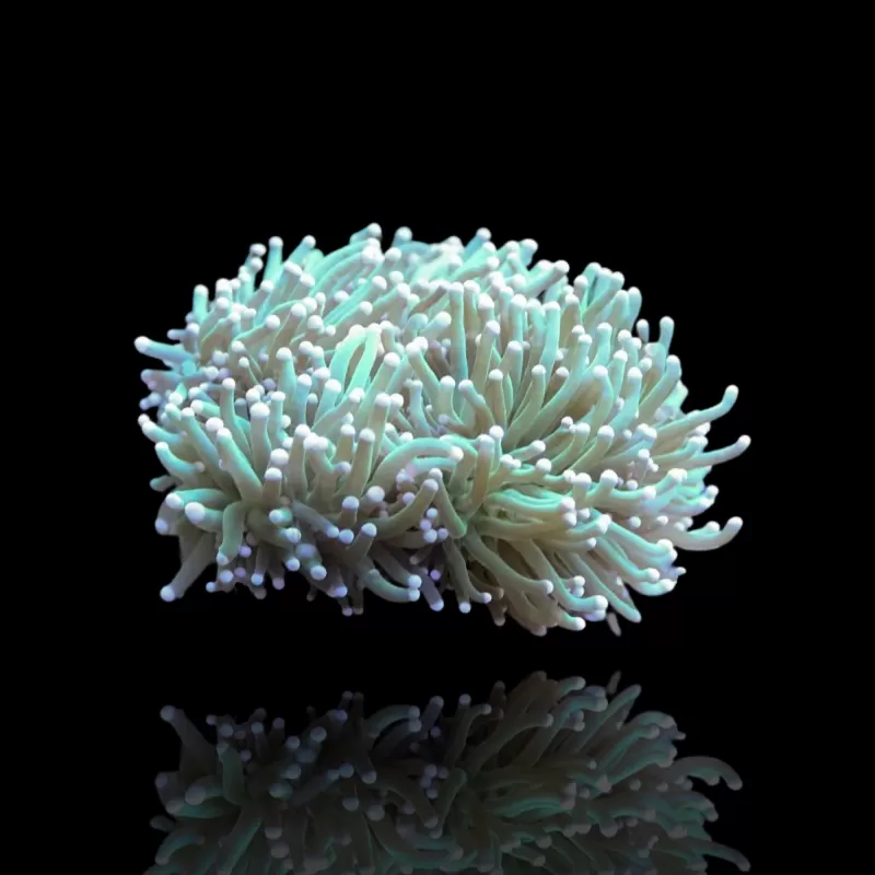 Euphyllia glabrescens Grün/Gelbe Spitzen – pro Kopf kaufen | Coralandfishstore.nl Euphyllia glabrescens Grün/Gelbe Spitzen – pro Kopf kaufen | Coralandfishstore.nl
