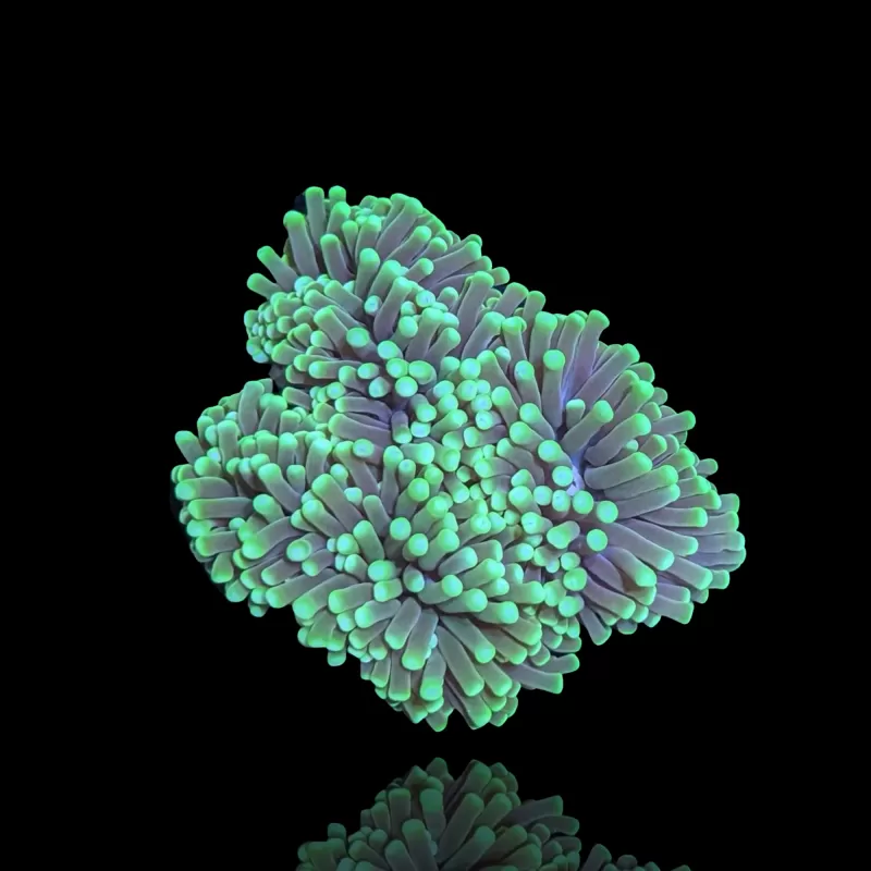 Euphyllia glabrescens Grün/Gelbe Spitzen – pro Kopf kaufen | Coralandfishstore.nl