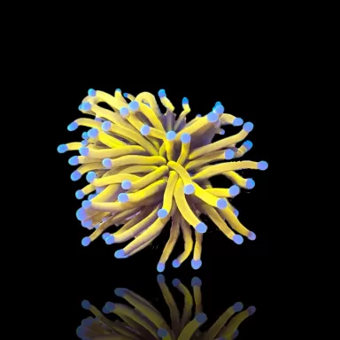 Euphyllia Glabrescens 24k gold kopen | Coralandfishstore.nl