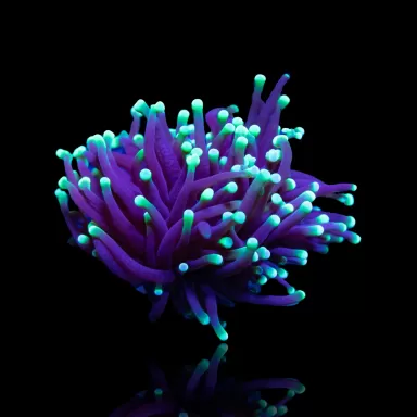 Euphyllia Glabrescens Black Torch kopen | Coralandfishstore.nl