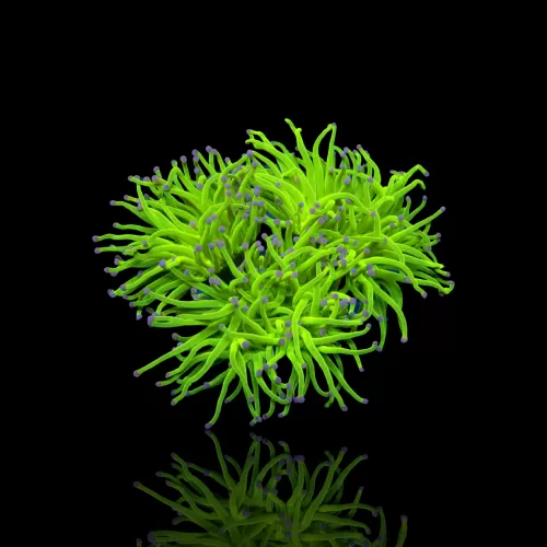 Kaufen Sie Euphyllia Glabrescens TOD Torch | Coralandfishstore.nl