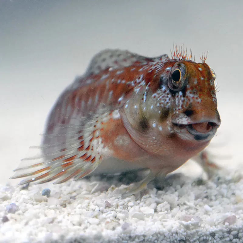 Scartella cristata - cristata blenny kopen? Coralandfishstore Scartella cristata - cristata blenny kopen? Coralandfishstore