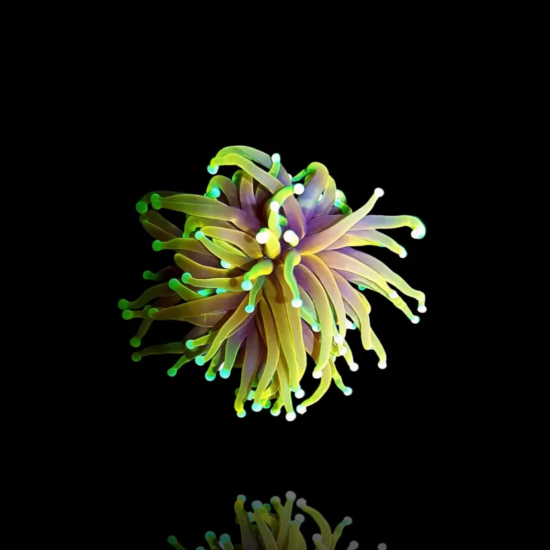 Euphyllia Glabrescens Sonne Gottes kaufen? | Coralandfishstore.nl