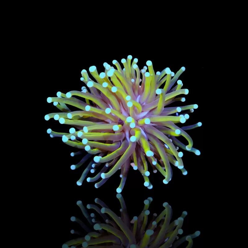 Euphyllia Glabrescens Sun of god kopen? | Coralandfishstore.nl Euphyllia Glabrescens Sun of god kopen? | Coralandfishstore.nl