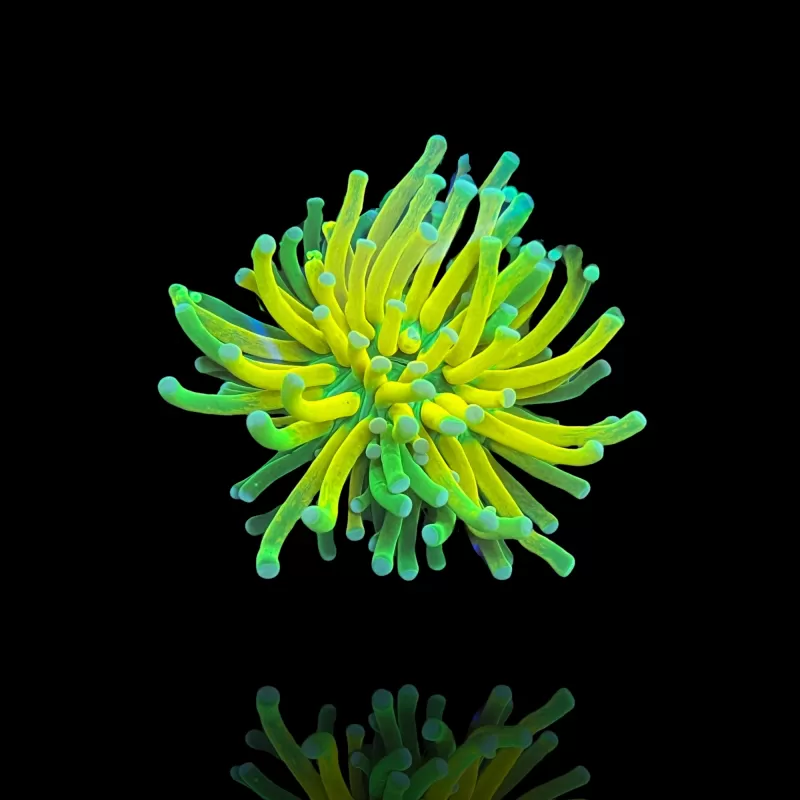 Euphyllia Glabrescens Tiger Torch (ULTRA) (1 kop)