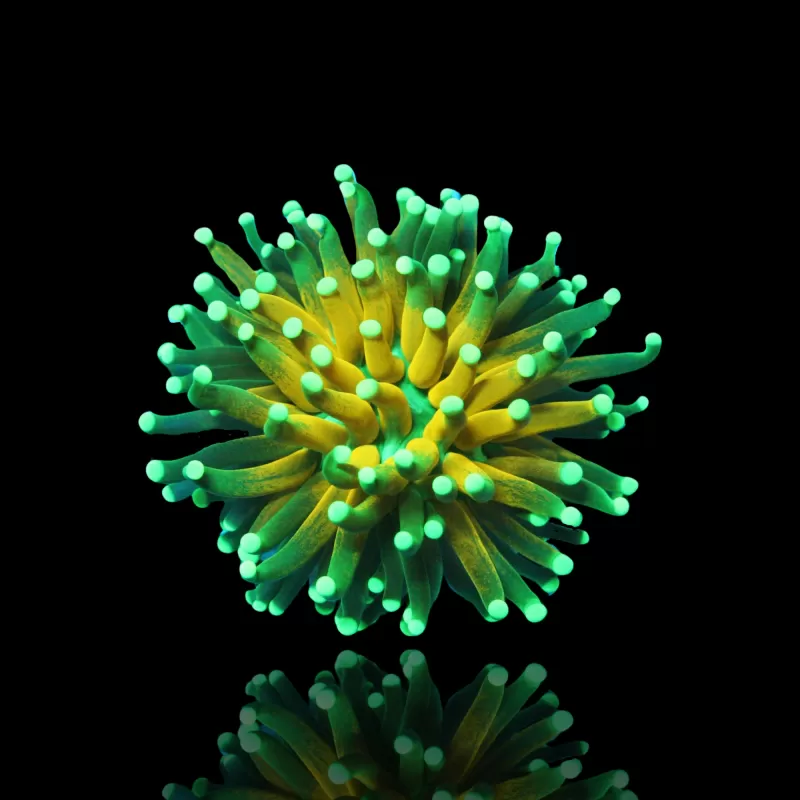 Kaufen Sie Euphyllia Glabrescens Tiger Torch (ULTRA) (1 Kopf) | Coralandfishstore.nl Kaufen Sie Euphyllia Glabrescens Tiger Torch (ULTRA) (1 Kopf) | Coralandfishstore.nl