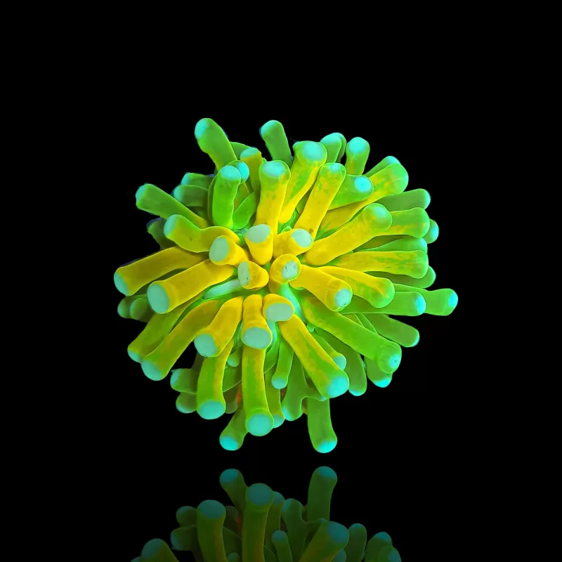 Kaufen Sie Euphyllia Glabrescens Tiger Torch (ULTRA) (1 Kopf) | Coralandfishstore.nl Kaufen Sie Euphyllia Glabrescens Tiger Torch (ULTRA) (1 Kopf) | Coralandfishstore.nl