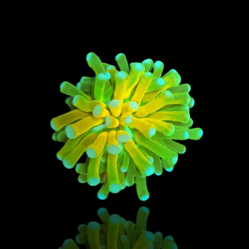 Euphyllia Glabrescens Tiger Torch (ULTRA) (1 kop)