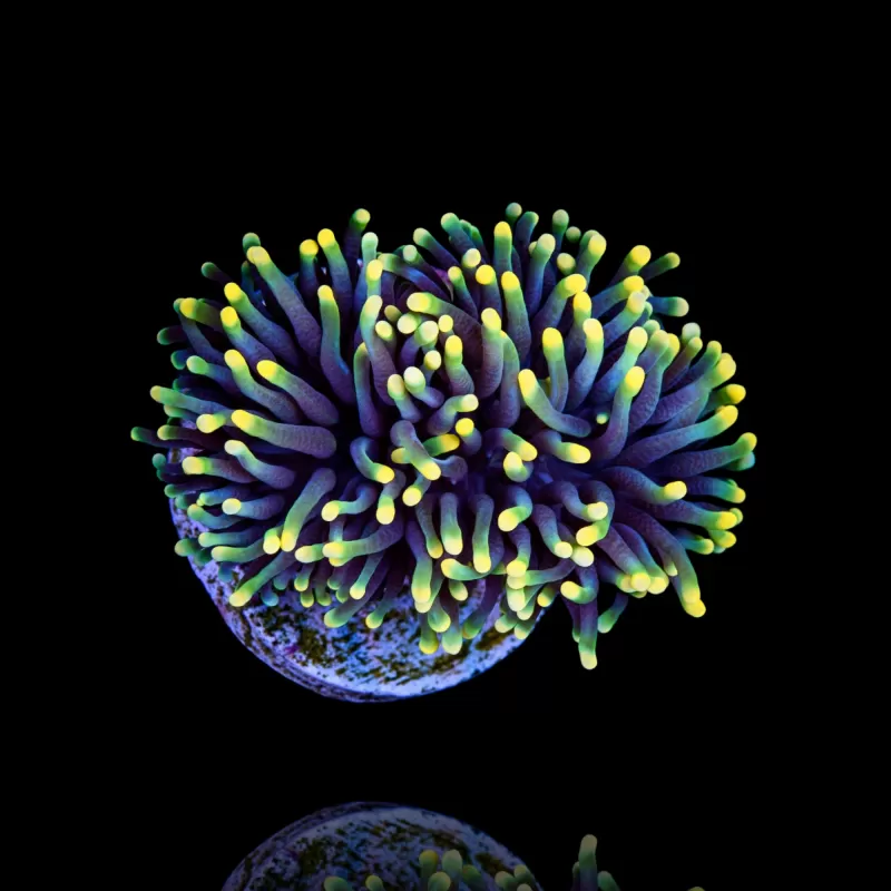 Euphyllia glabrescens Rasta