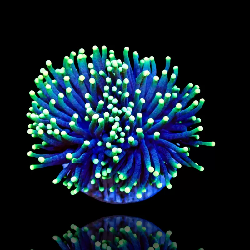 Kaufen Sie Euphyllia glabrescens Rasta | Coralandfishstore.nl Kaufen Sie Euphyllia glabrescens Rasta | Coralandfishstore.nl