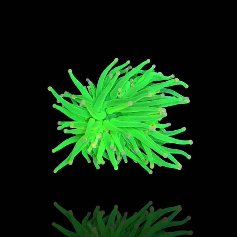 Euphyllia Glabrescens Ultra Pack kopen | Coralandfishstore.nl Euphyllia Glabrescens Ultra Pack kopen | Coralandfishstore.nl