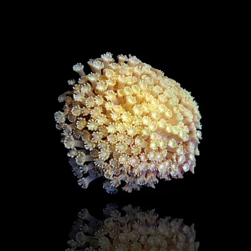 Alveopora sp Green kopen | Coralandfishstore.nl Alveopora sp Green kopen | Coralandfishstore.nl