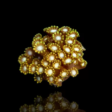 Alveopora sp. Gold / Yellow